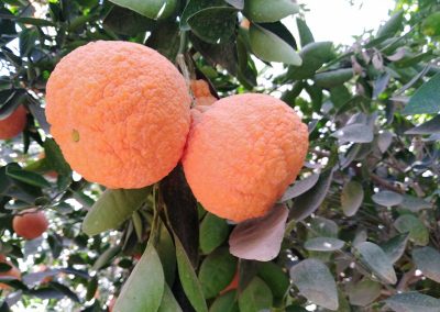 niger-2018-timia-oranges