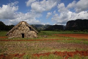 permaculture