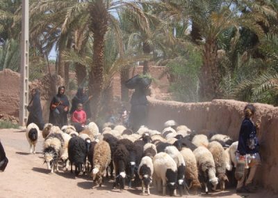 maroc-liberte-zaouit-sahara-troupeau-ouleddriss-600