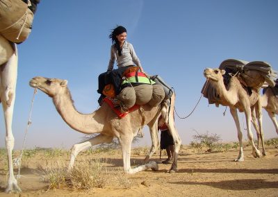 mauritanie-chameau-se-leve-800